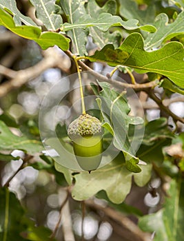 Leaves and fruits of Common Oak, Quercus robur