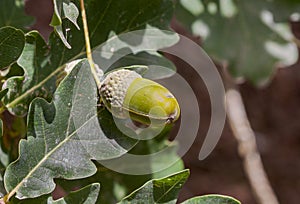 Leaves and fruits of Common Oak, Quercus robur photo