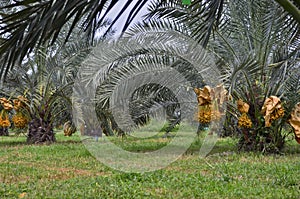 Leaves and fruits of date palm trees in the garden