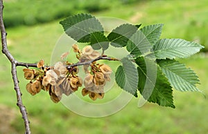 Leaves and fruits of the field elm