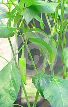 Leaves and fruits of green chili plants growing on the farm