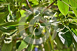 Ilex paraguariensis fruits in the city park