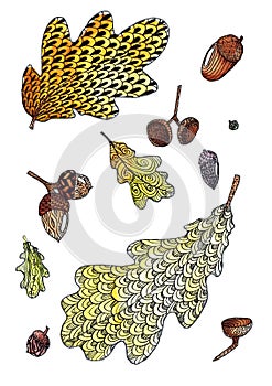 The leaves and fruits of the oak are petiolate on a white background. Botanical illustration