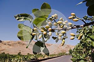 Leaves and fruits of pistachio
