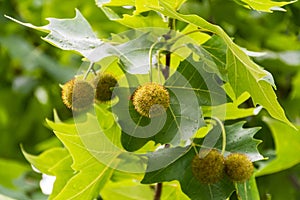 Leaves and fruits of Platanus occidentalis