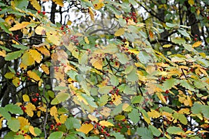 Leaves and fruits of Scandinavian mountain ash Sorbus intermedia Ehrh. Pers.. Autumn