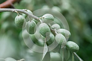 Leaves and fruits of the Tree of Paradise. Elaeagnus angustifolia