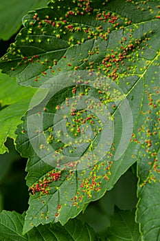 Leaves with gall mite Eriophyes tiliae. A close-up photograph of a leaf affected by galls of Eriophyes tiliae