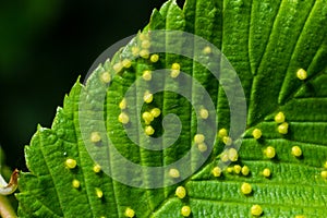 Leaves with gall mite Eriophyes tiliae. A close-up photograph of a leaf affected by galls of Eriophyes tiliae