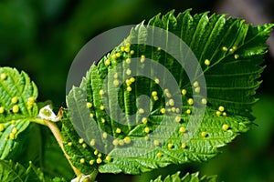 Leaves with gall mite Eriophyes tiliae. A close-up photograph of a leaf affected by galls of Eriophyes tiliae