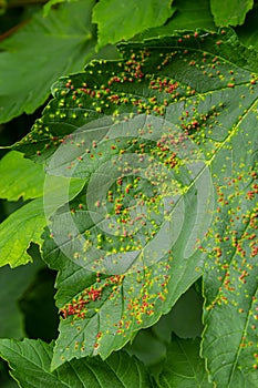 Leaves with gall mite Eriophyes tiliae. A close-up photograph of a leaf affected by galls of Eriophyes tiliae