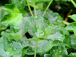 Leaves of garden flower with dew drops