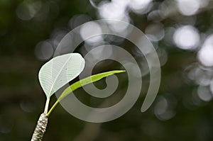 Leaves in the garden, Fresh green leaves background in the garden sunlight. Texture of green leaf in Topical Forest.