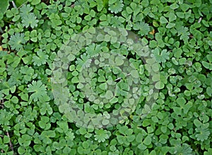 leaves of Geranium molle and clover