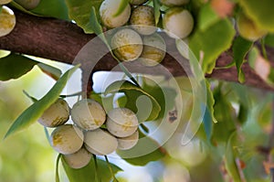 Leaves of Gingko Biloba tree