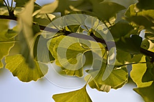 Leaves of a Gingko biloba tree