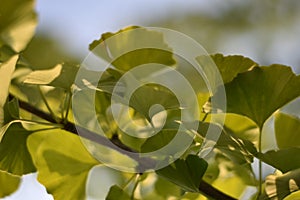Leaves of a Gingko biloba tree