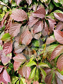 Leaves of girl grapes on an autumn day. Natural foliage autumn background