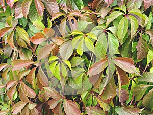 Leaves of girl grapes on an autumn day. Natural foliage autumn background