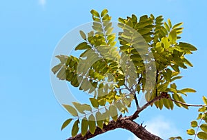 Leaves of gold medallion tree under blue sky