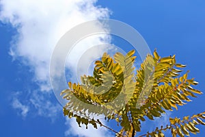 Leaves of gold medallion tree under blue sky