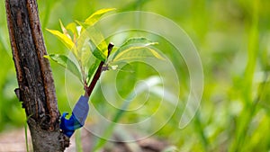 Leaves on a grafted branch of a fruit tree