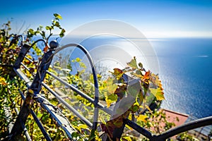 Leaves of grape in vineyard on background sea in Nocelle village - Amalfi Coast