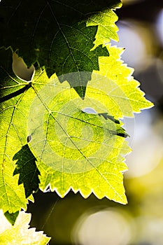 Leaves of grape in wineyard