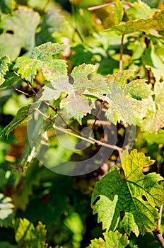 Leaves of grapes, affected by disease.