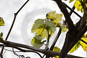 Leaves of grapes, spring