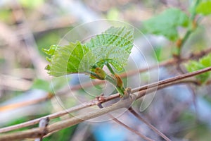 Leaves of grapes in the vineyard. grape growing
