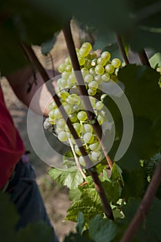 Leaves and grapes and wine, the harvest