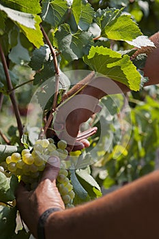 Leaves for grapes and wine, the harvest