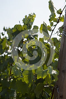 Leaves for grapes and wine, the harvest