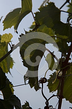 Leaves for grapes and wine, the harvest