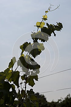 Leaves for grapes and wine, the harvest