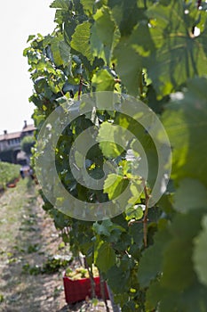 Leaves for grapes and wine, the harvest