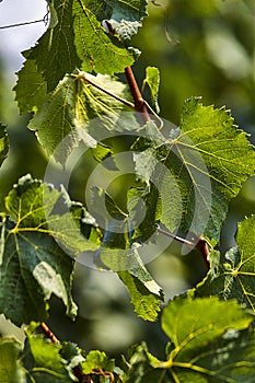 Leaves for grapes and wine, the harvest