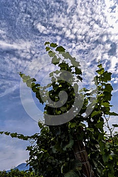 Leaves for grapes and wine, the harvest