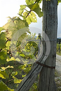 Leaves for grapes and wine, the harvest