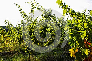 Leaves for grapes and wine, the harvest