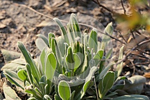 Leaves of grass in a bud grow on the ground in the front garden next to the house.