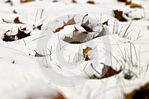 Leaves and grass covered with snow