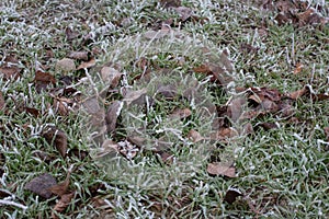 Leaves on grass under hoarfrost