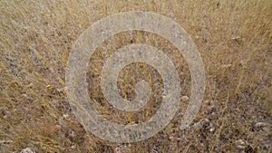 Leaves of grass waving in the wind in Namibia, Africa.