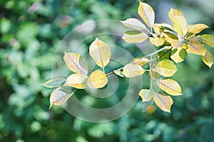 Leaves on green background