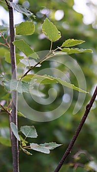 Leaves on a green background