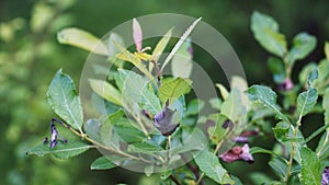 Leaves on a green background