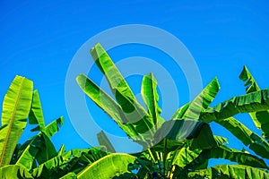 The leaves of green banana trees against a blue sky background