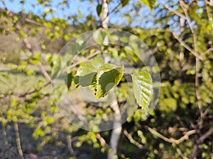 Listy zelenej brezy.